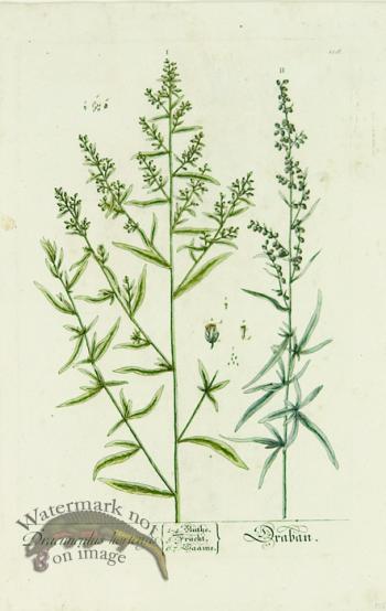 Blackwell German 029